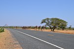 Krajina Merille GPS168 v 2012 Kenya 2014_0482.jpg